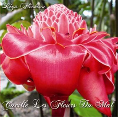 Régis Flécheau - Cueille les fleurs du mal